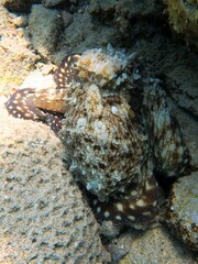 red sea octopus