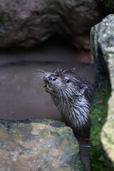 Otter (Lutrinae) in the water between rocks in wildlife park Gersfeld Rhoen Germany