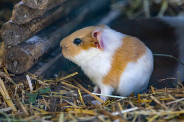 Fototapeta premium Cute adoable guinea pig (caviaporcellus) in wildlife park Gersfeld Rhoen Germany