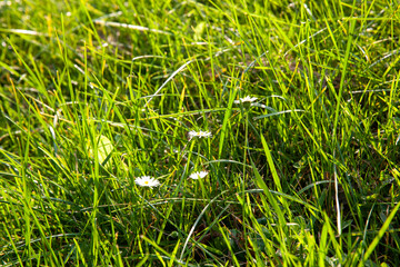 Obraz premium part of the field where green grass grows