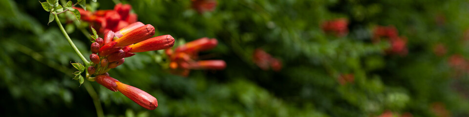 Orange kamsis blooms against a background of green leaves.