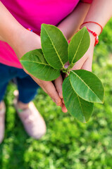 Children take care of nature tree in their hands. Selective focus.