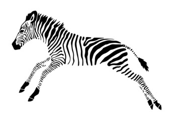 Fototapeta na wymiar jumping little zebra vector illustration