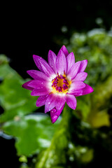Obraz premium A purple lotus rose above the water.
