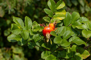 rosehip fruits after the flowering of the shrub
