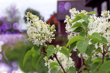 Branches of white lilac on a May sunny day against the background of a village street, close-up, bokeh