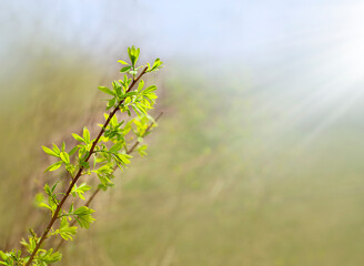 plant branch close-up in the rays of light