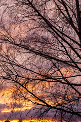 bare trees during sunset after leaf fall