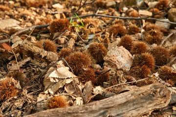 Add to Likebox.Landscapes with lot of chestnut tree