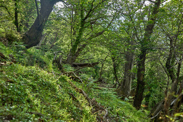 beautiful forest in the Montenegro