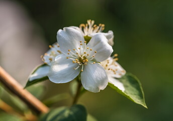 Flowers white Jasmine close-up on green background