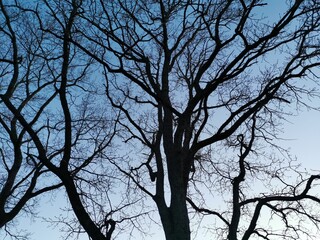 oak branches without leaves at sunset spring