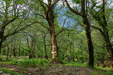 beautiful forest in the Montenegro