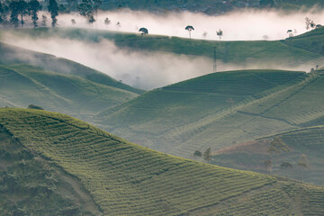 View of tea plantation shrouded in mist in the morning at Cukul, Pangalengan, Bandung