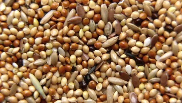 Background and texture: yellow millet, red millet, canary seed, oatmeal, flaxseed, wheat, oats, seaweed.