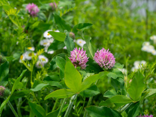 ムラサキツメクサとヒメジョオン