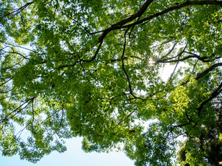 O木々の葉から漏れる光