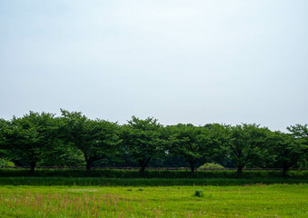 新緑の見沼田んぼの桜並木