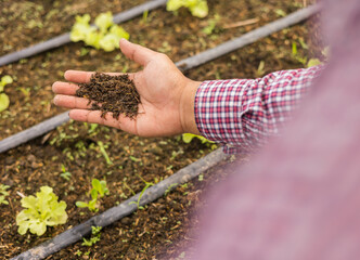 Agriculture cares to control production growth check soil quality and green oak vegetables at raised vegetable plots. Worker farm cultivation hydroponic.