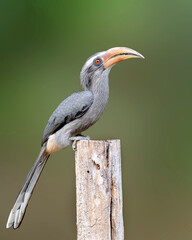 Malabar grey hornbill (Male)
