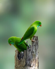 Vernal hanging parrot 