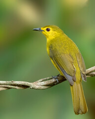 Yellow-browed bulbul