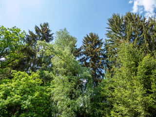 Mischwald mit blauen Hintergrund