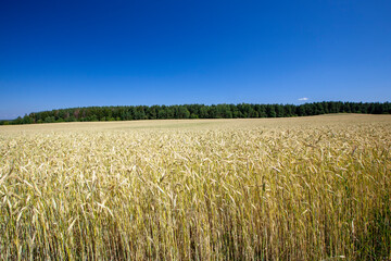 green cereal field with wheat in summer