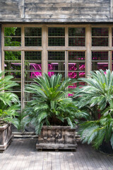 Cycas palm tree in large wooden planter over glass wall of building. Urban jungle, improvement of urban space with ornamental plants. 