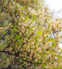 Flowering gumi branch. Natural background