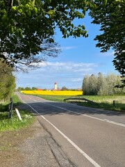 Landscape road with yellow flowers around trees. Outdoors