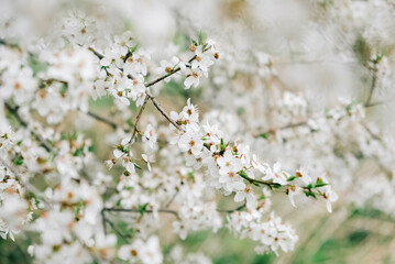 Flowering trees with white flowers in garden