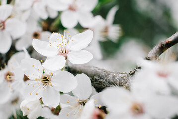 Flowering trees with white flowers in garden