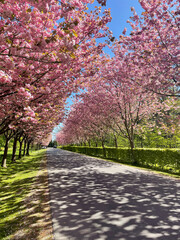 Cherry Blossom way. Outdoors