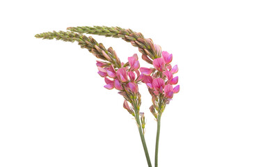 Fototapeta premium meadow bean flowers isolated