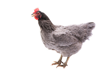 chicken isolated