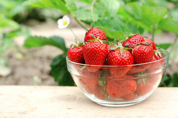 A transparent bowl with fresh juicy strawberries against the background of a strawberry bush. Home grown strawberries.