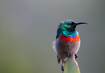 Lesser Double Collared Sunbird