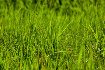 simple plain grass weeds on the field in the summer season