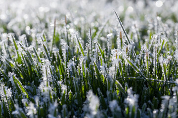grass covered with ice and frost in the winter season