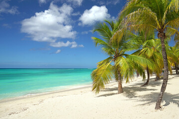 tropical beach with coconut palms