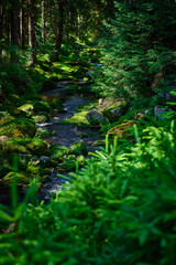 Fototapeta premium Mountain stream flowing through the dense green vegetation on a sunny morning