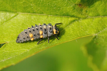 Closeup on the grey orange larvae of the seven-spot ladybird, Coccinella septempunctata sitting on a green leaf