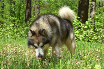Alaskan Malamute dog in the forest looks like a wolf