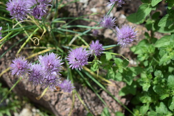 Schnittlauchblüten mit Hummeln 