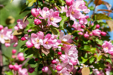 Flowering branches of the decorative apple tree malus ola close-up. A spring tree blooms with pink petals in a garden or park
