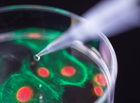 Cell research, composite image