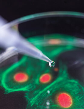 Cell research, composite image