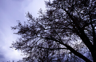 bare trees during sunset after leaf fall