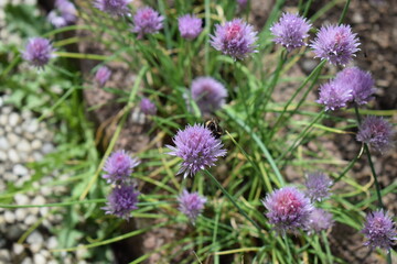 Schnittlauchblüten mit Insekten